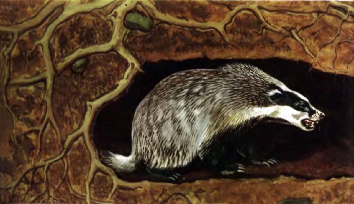 Нора барсука барсучья Нора