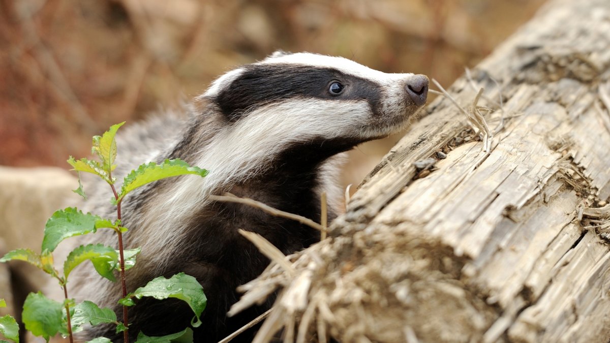 Барсук Геленджик