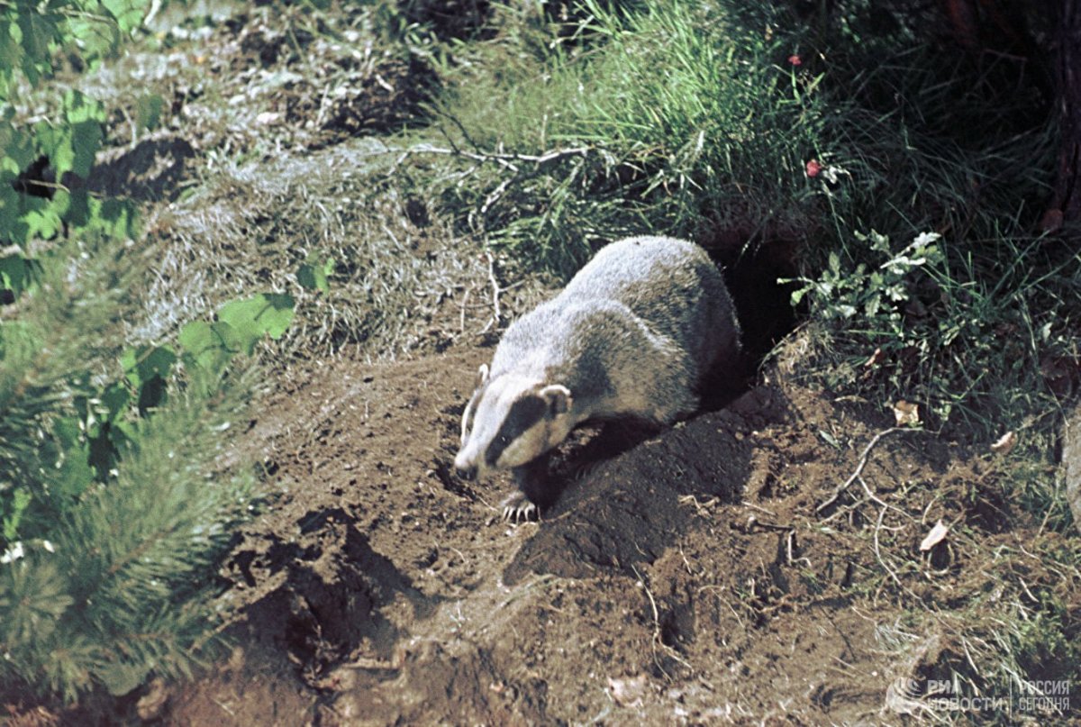 Степной барсук в норе