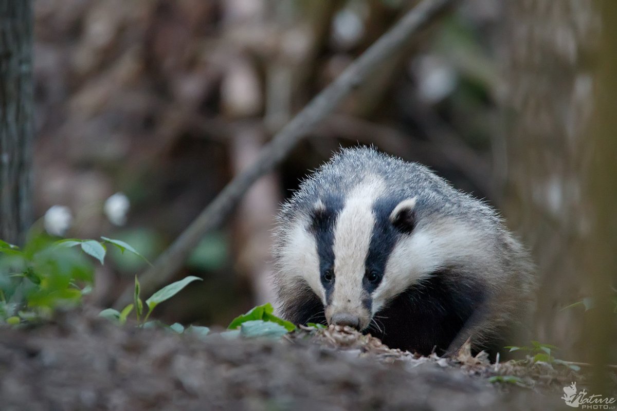 Барсук в спячке