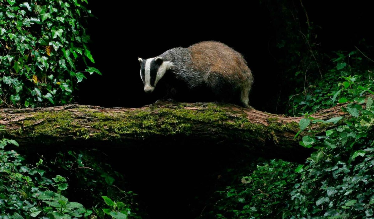 Барсук в лесу у Норы