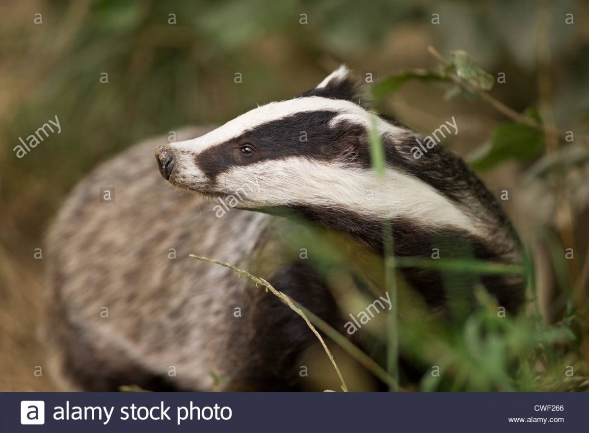 Барсук Уральский