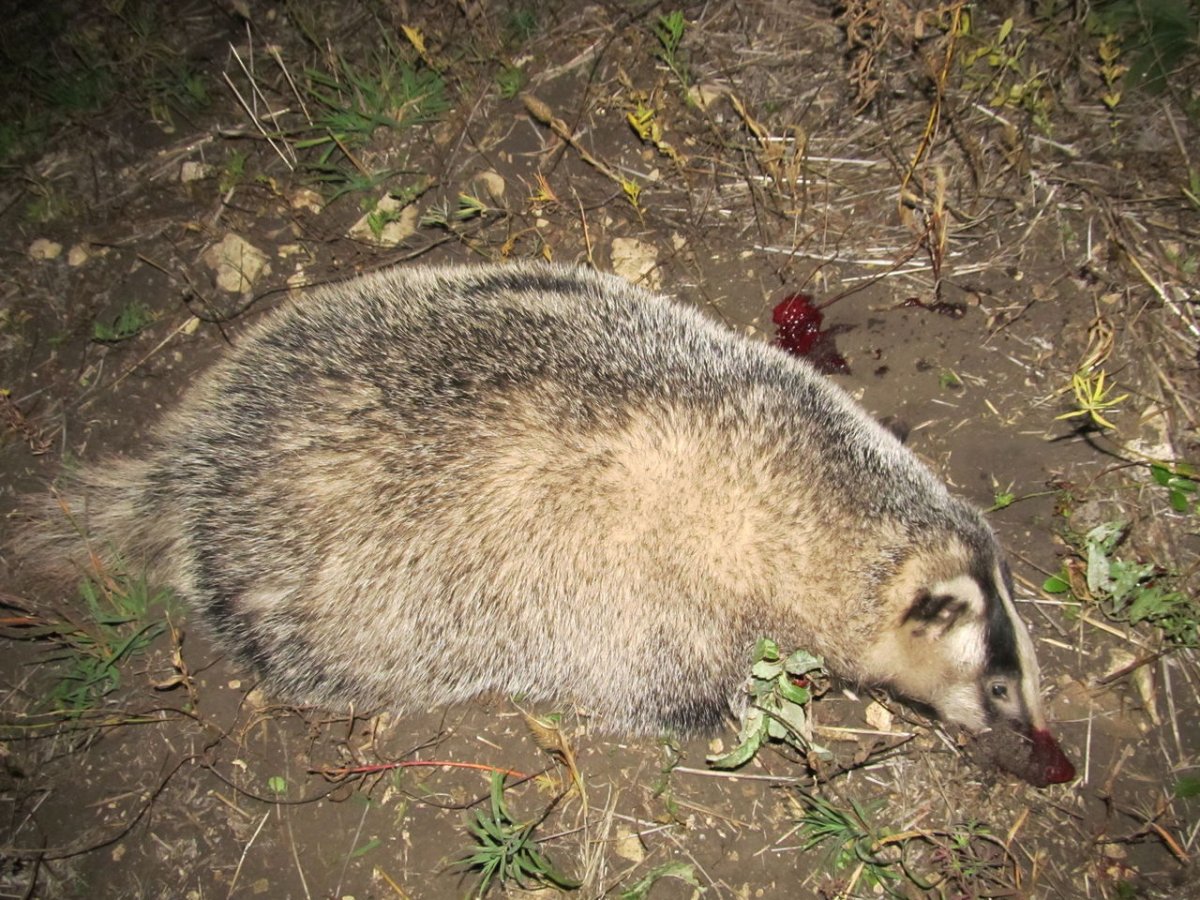 Барсук охота на барсука