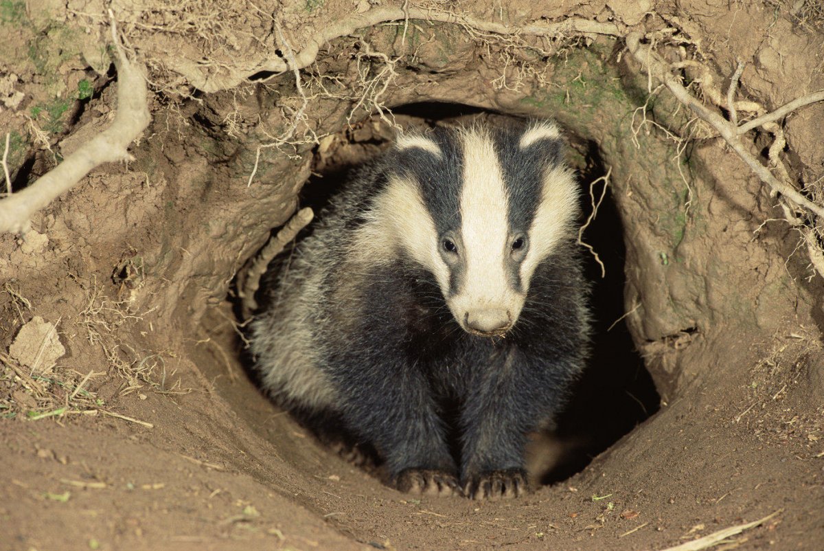 Барсук впадает в спячку зимой