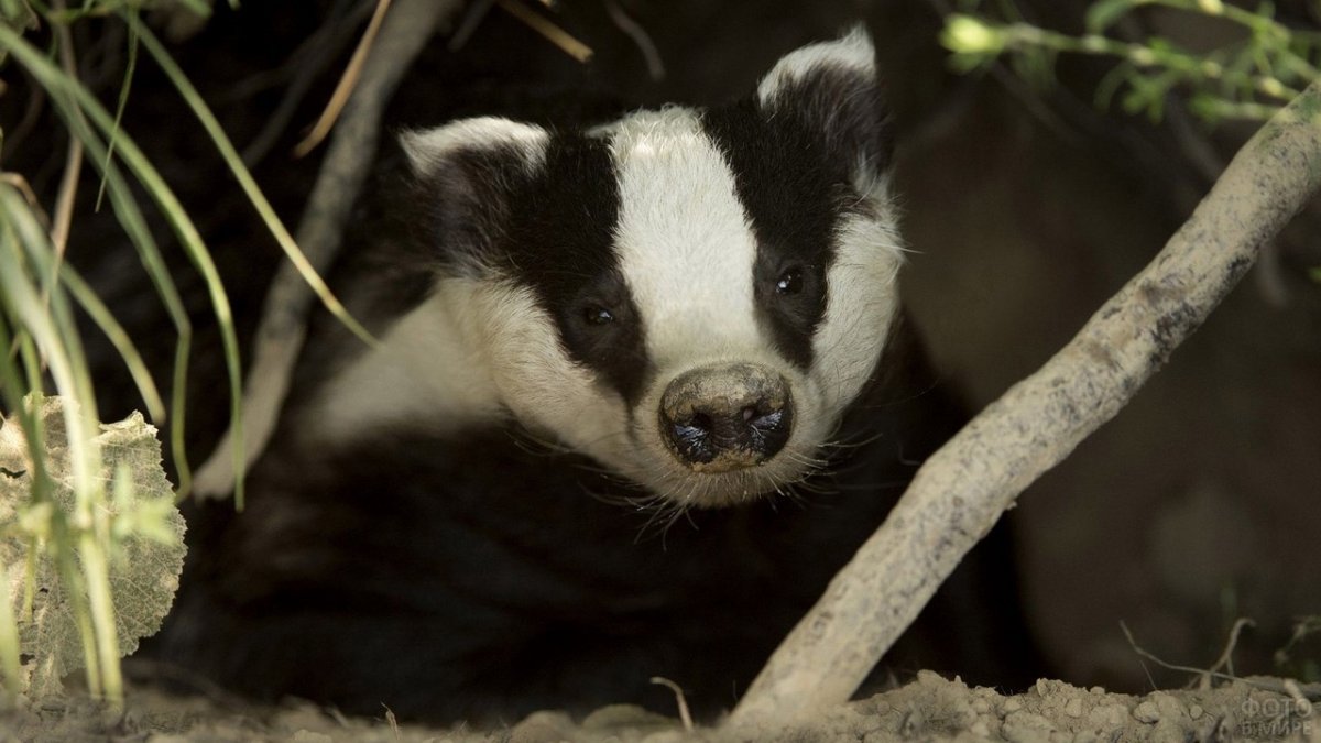 Нора барсука