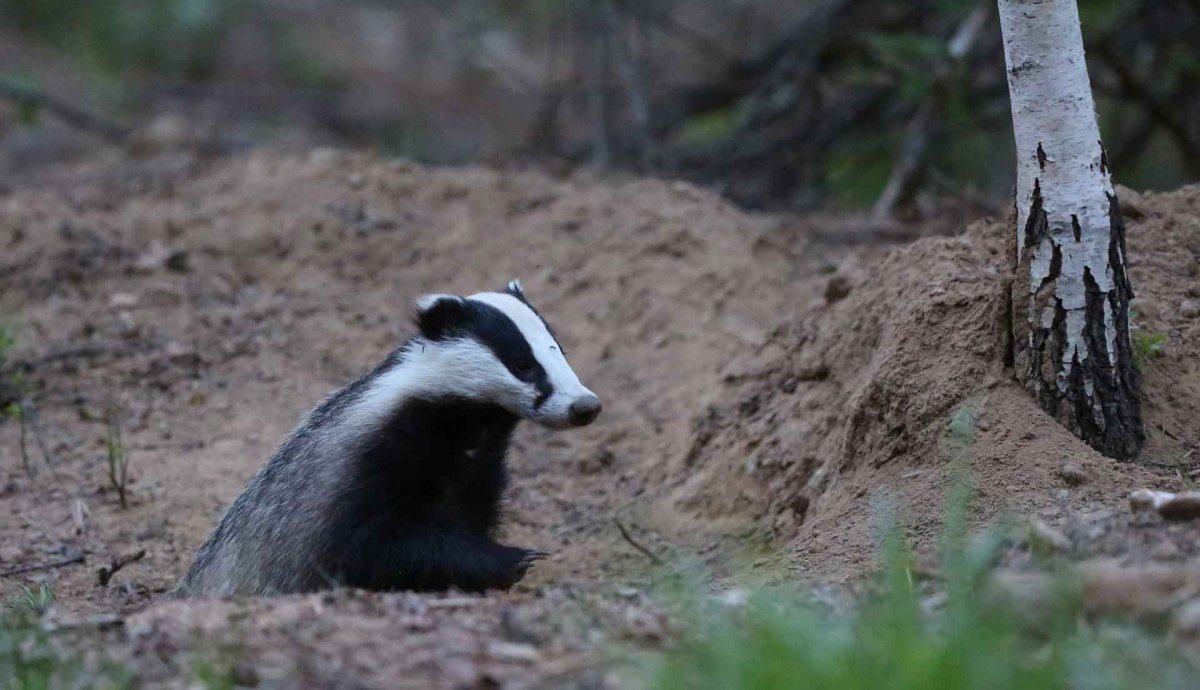 Норка барсука