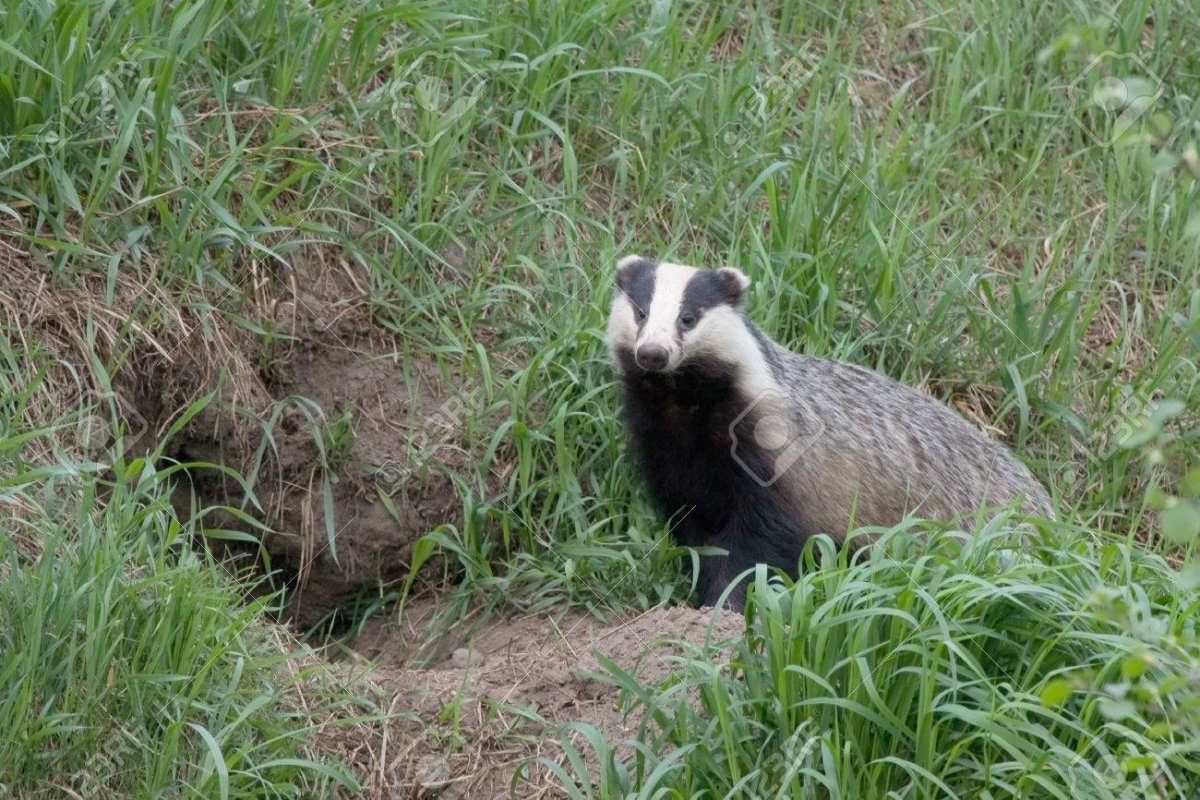 Барсук из Норы