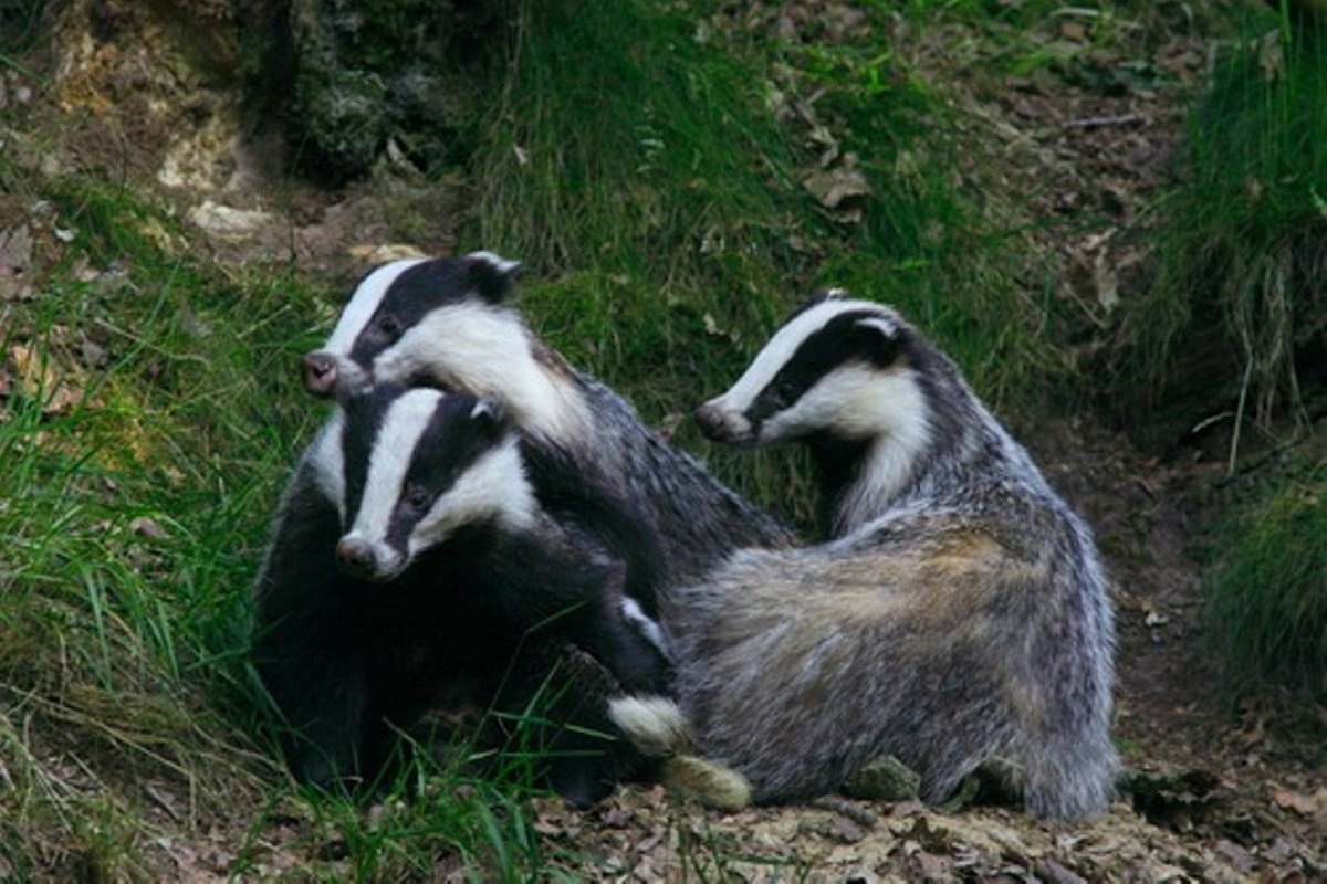 Барсучиха с барсучатами