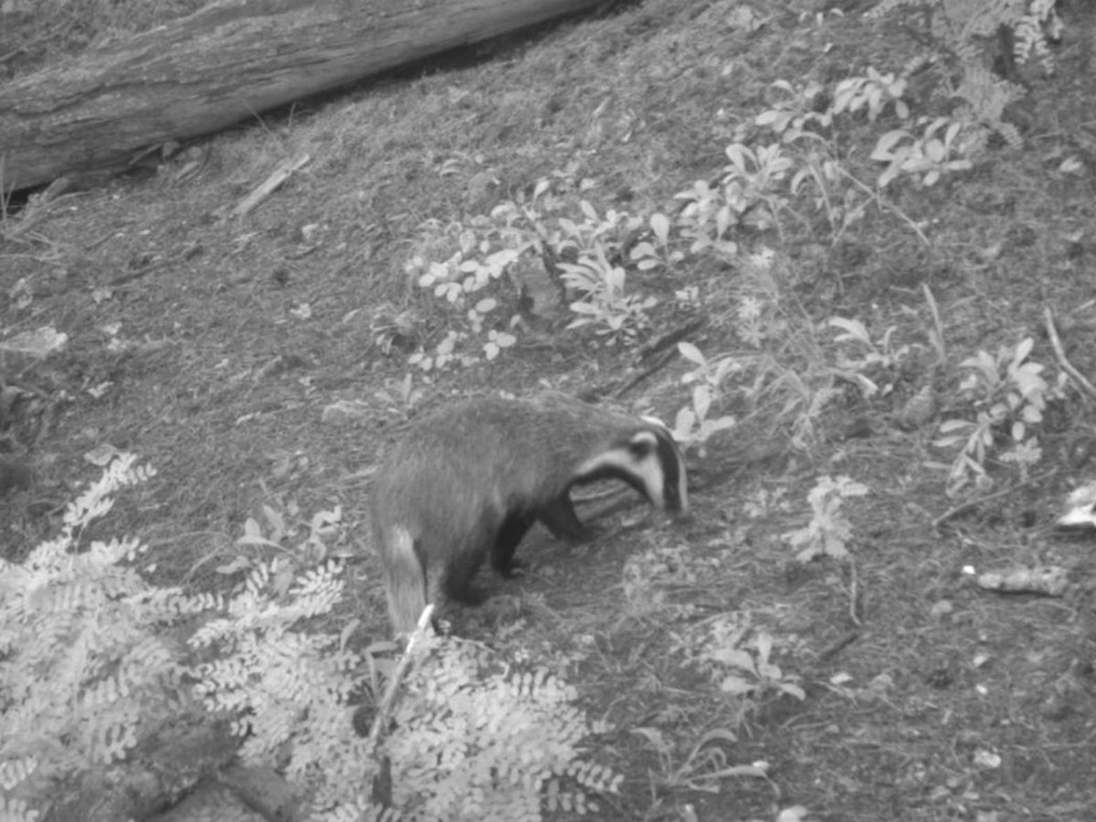 Столбы Красноярск животные