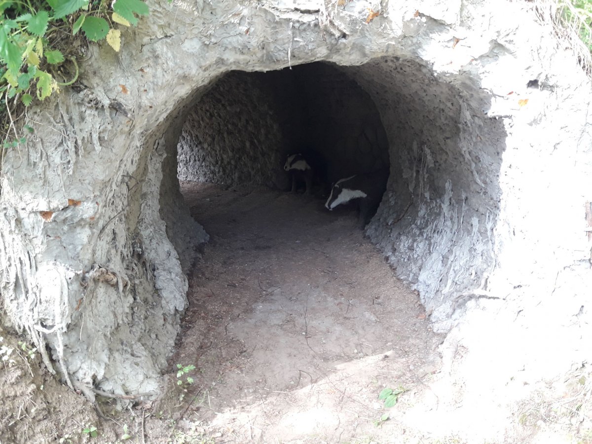 Барсучья Нора