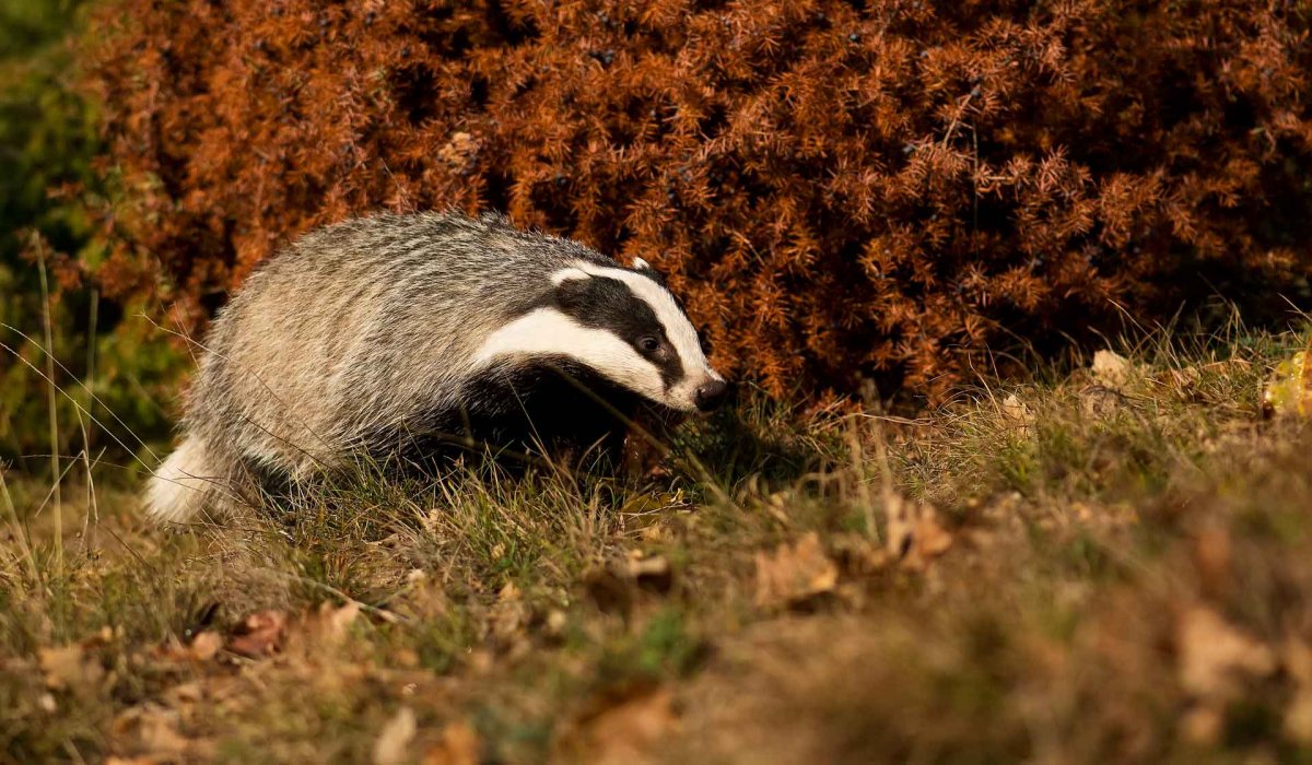 Осенний барсук