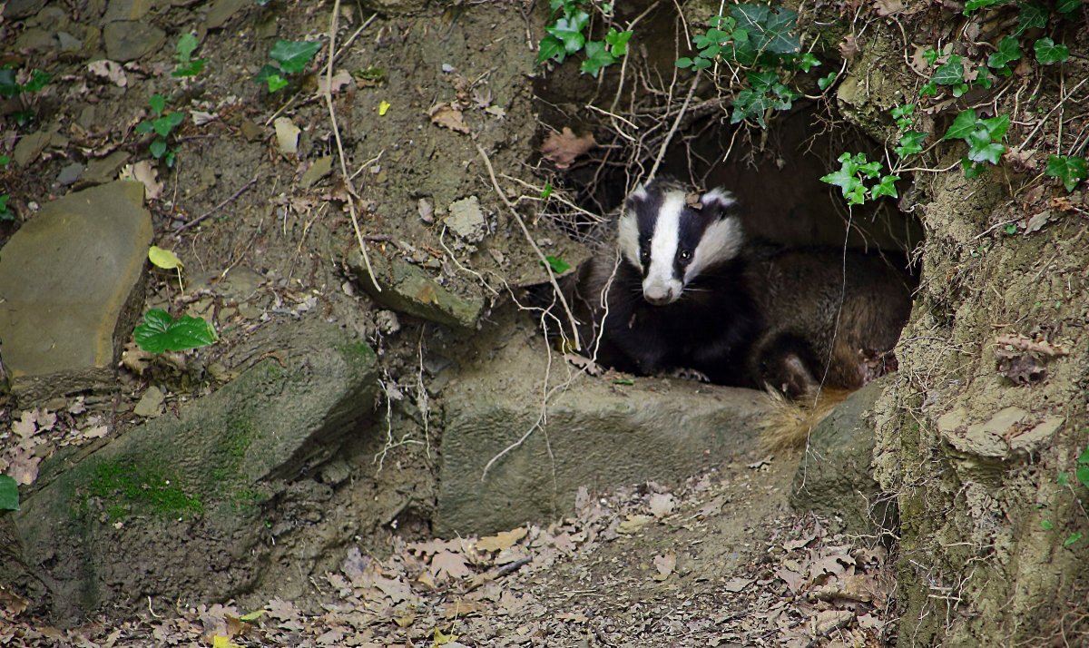 Ареал барсука Амурского