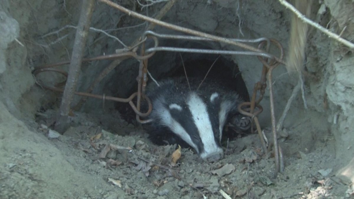 Капкан Урал 3 на барсука