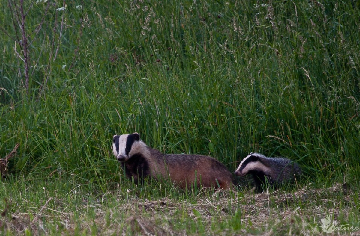 Барсук песчаный в Саратовской области