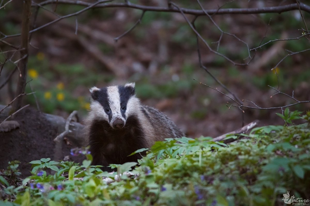 Барсук из Норы