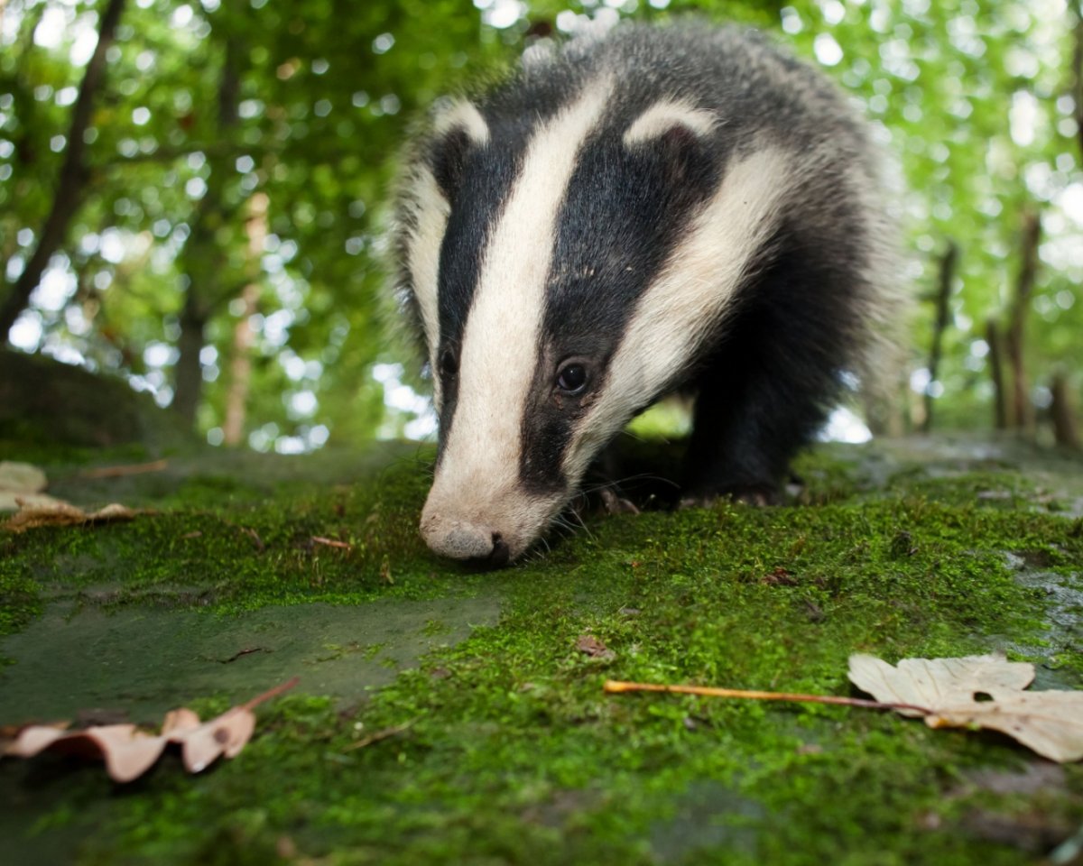 Барсук картинки