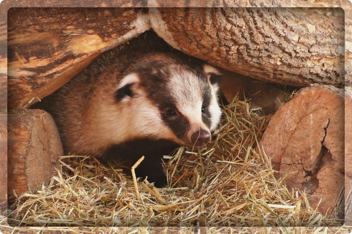 Барсук в норе спячка