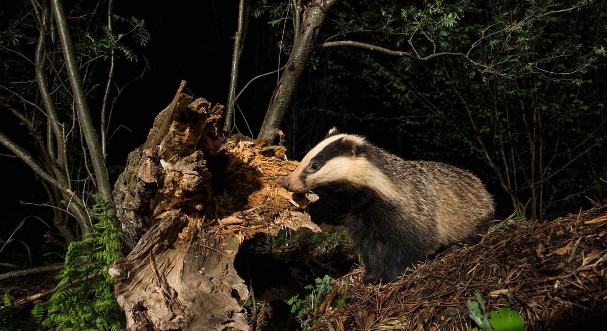 Барсук Нора питание