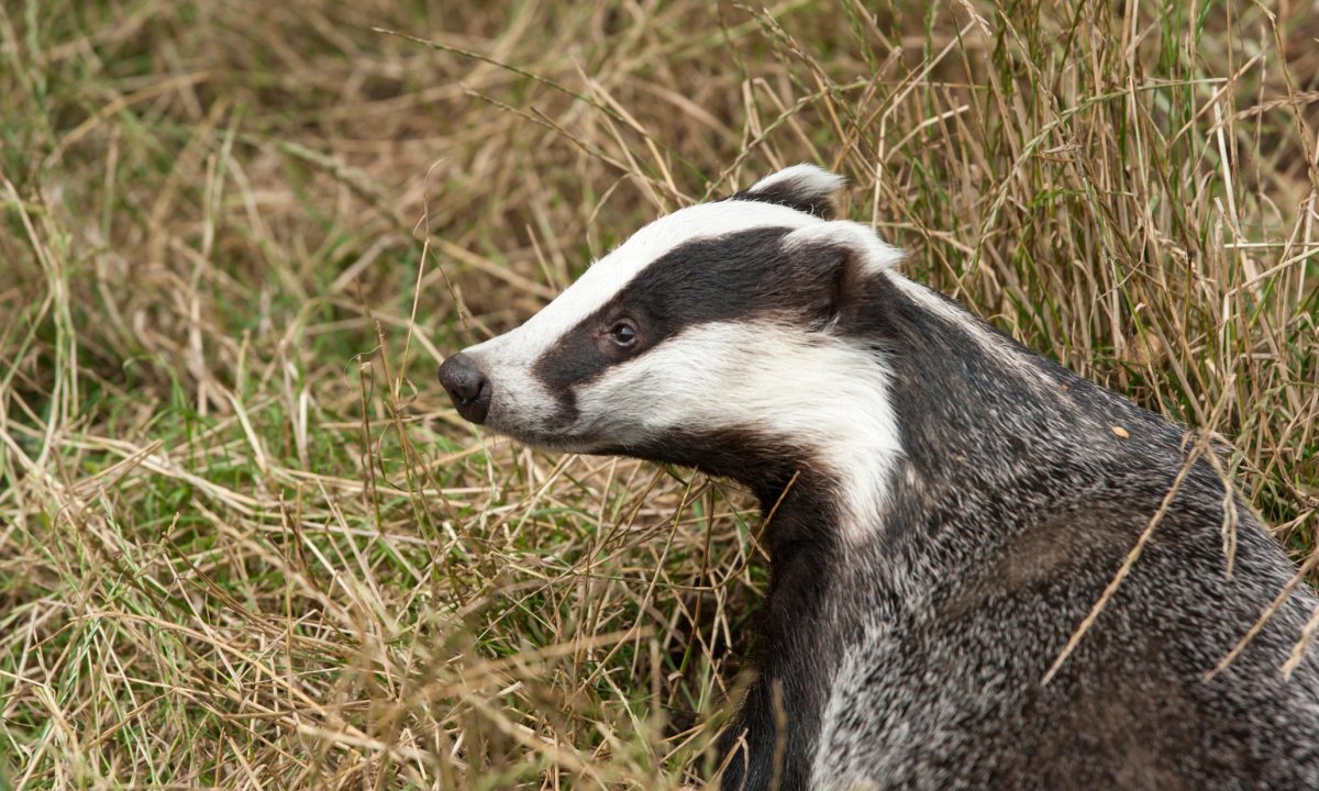 Барсук и человек