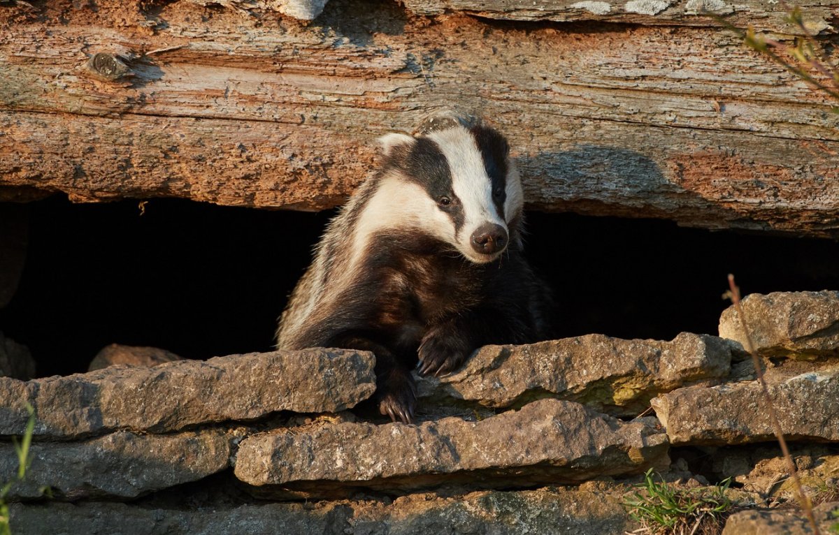 Европейский барсук в норе