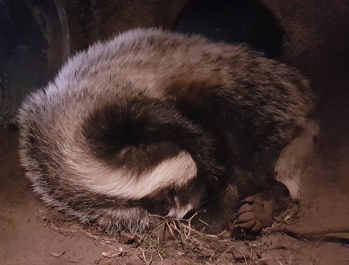 Нора енотовидной собаки