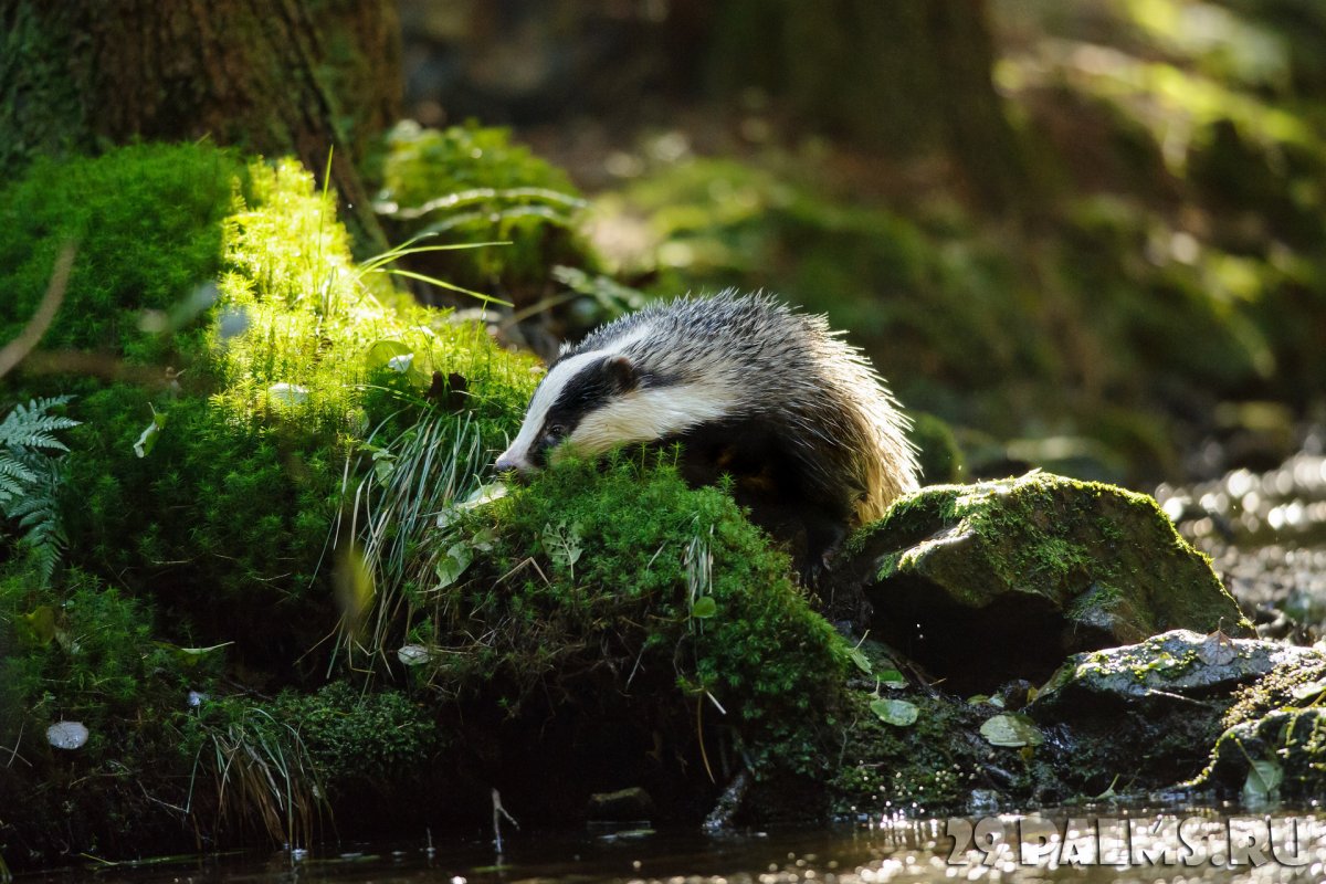 Барсук Европейский в воде
