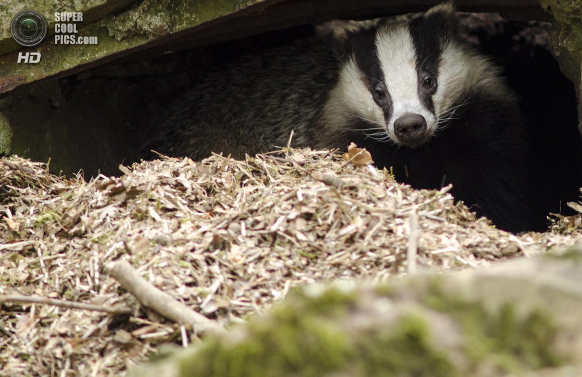 Барсук Амурский в норе