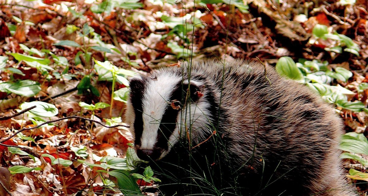 Млекопитающие осенью