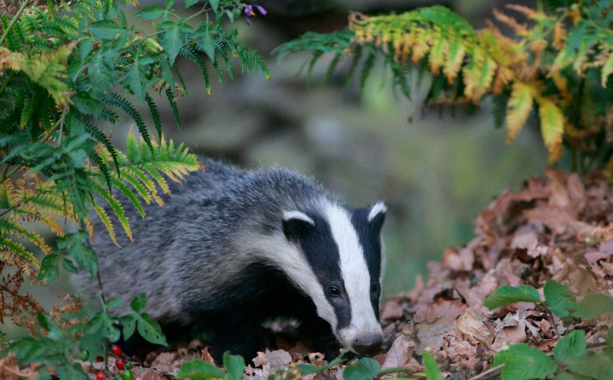 Кавказский барсук