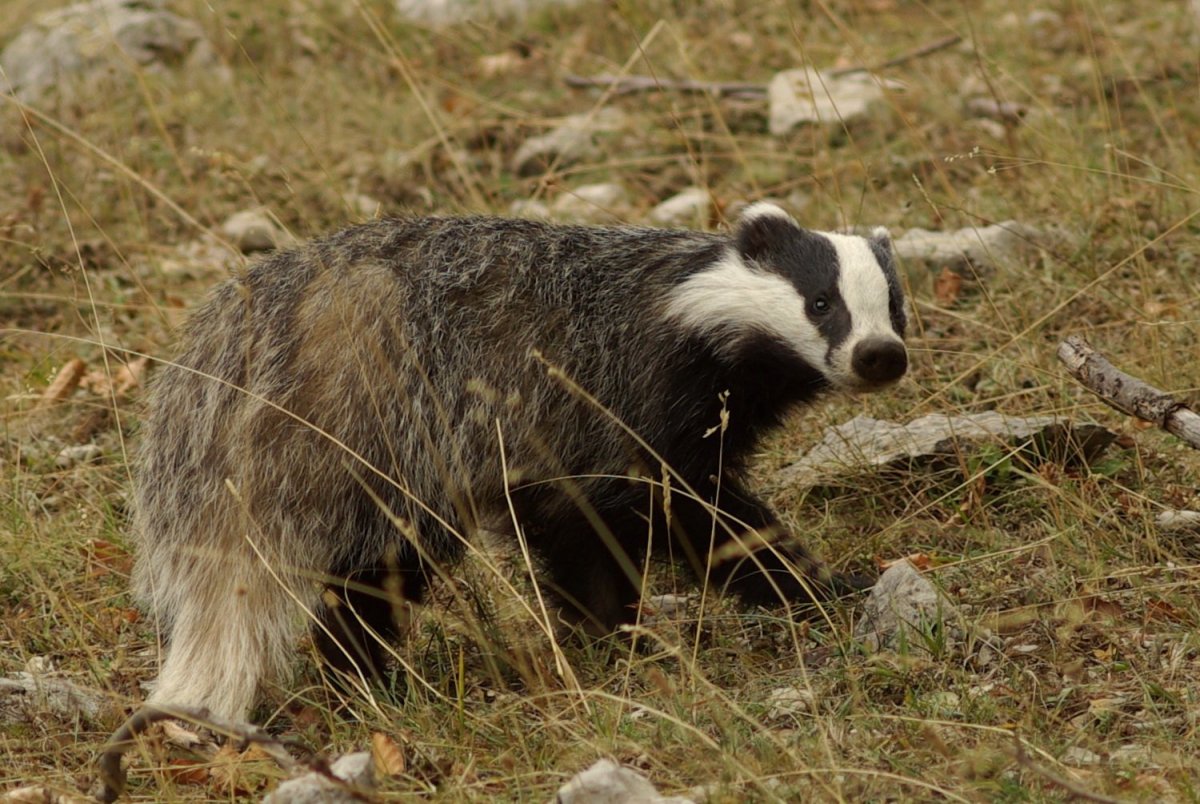 Кавказский барсук