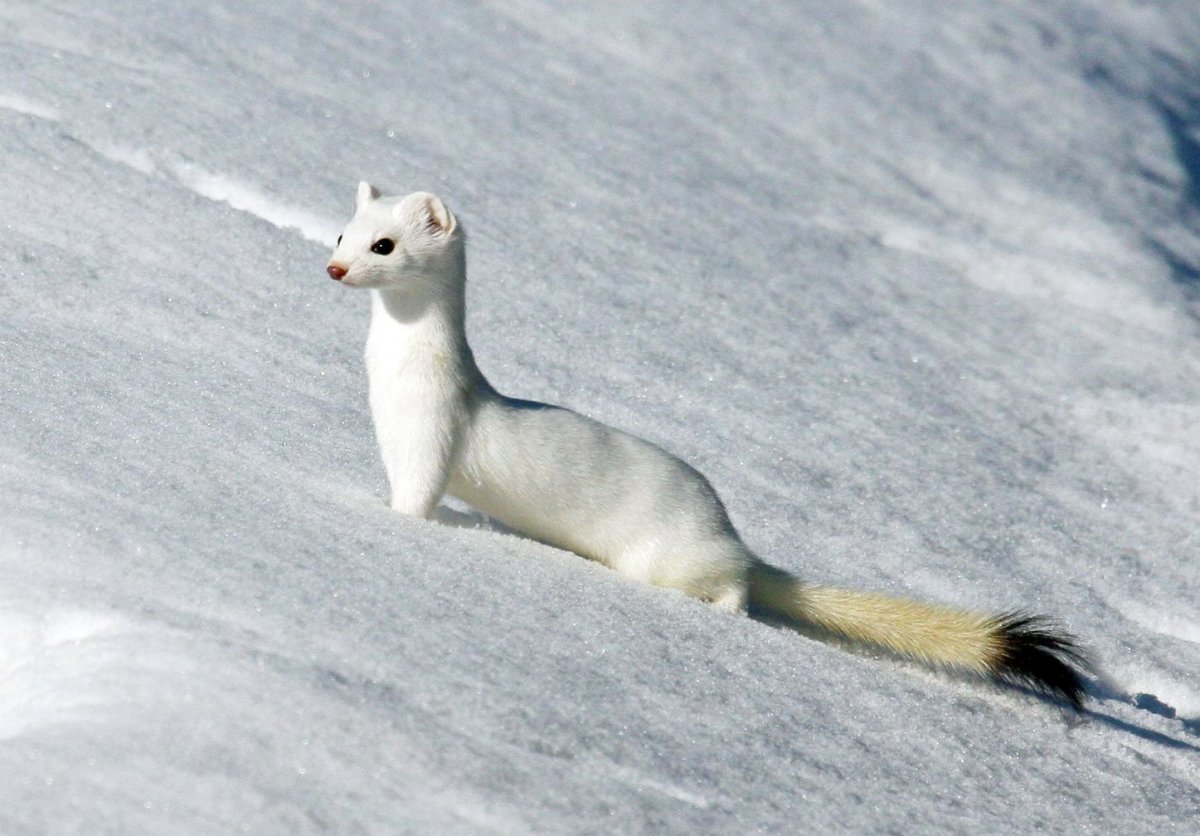 Горностай в Арктике