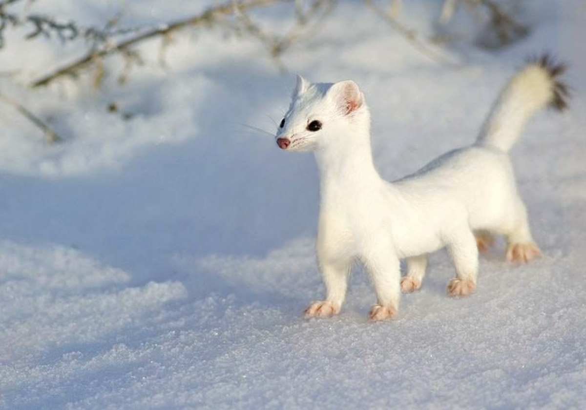 Горностай Сахалинский