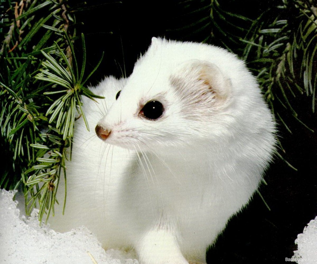 Ласка белая животное