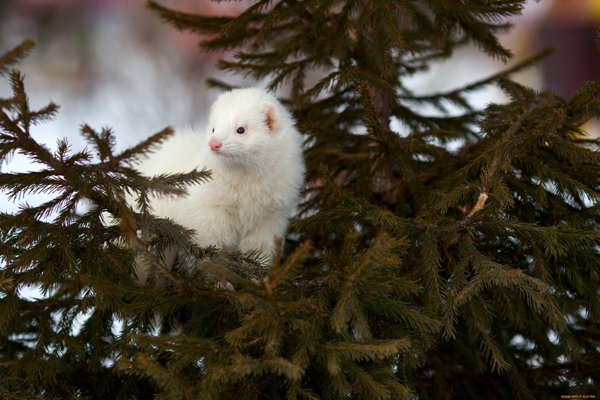 Горностай животное