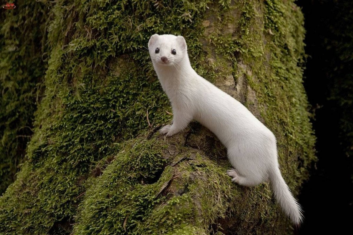 Ласка (Mustela nivalis)