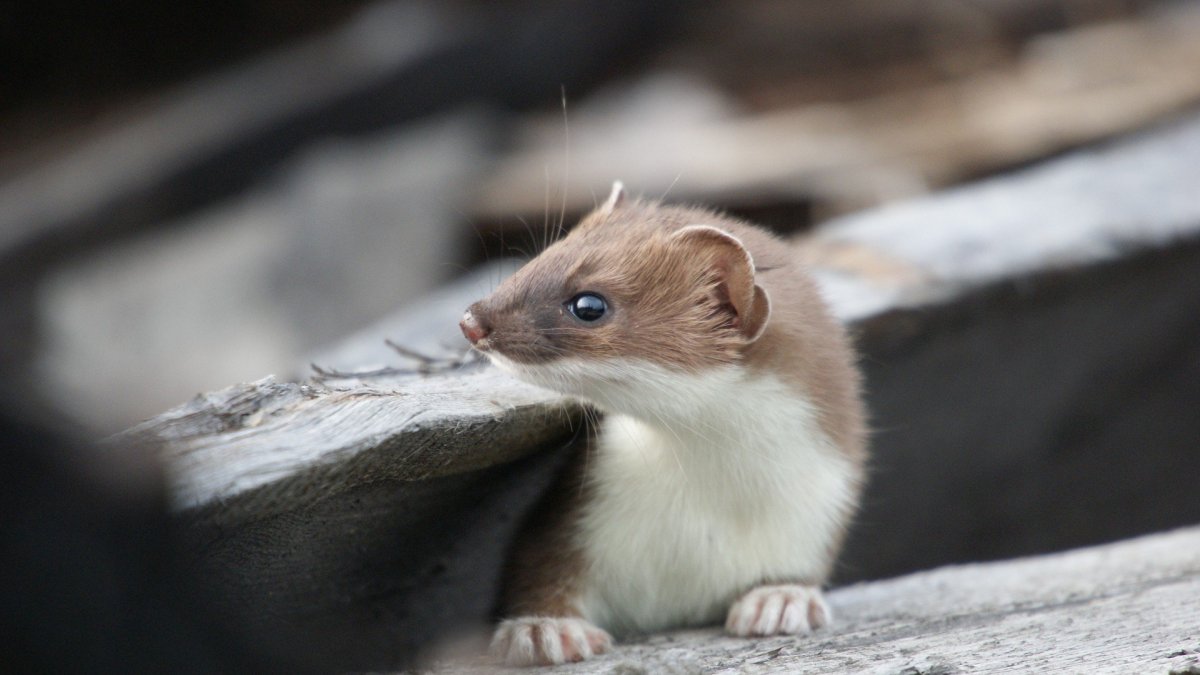 Соболь белый