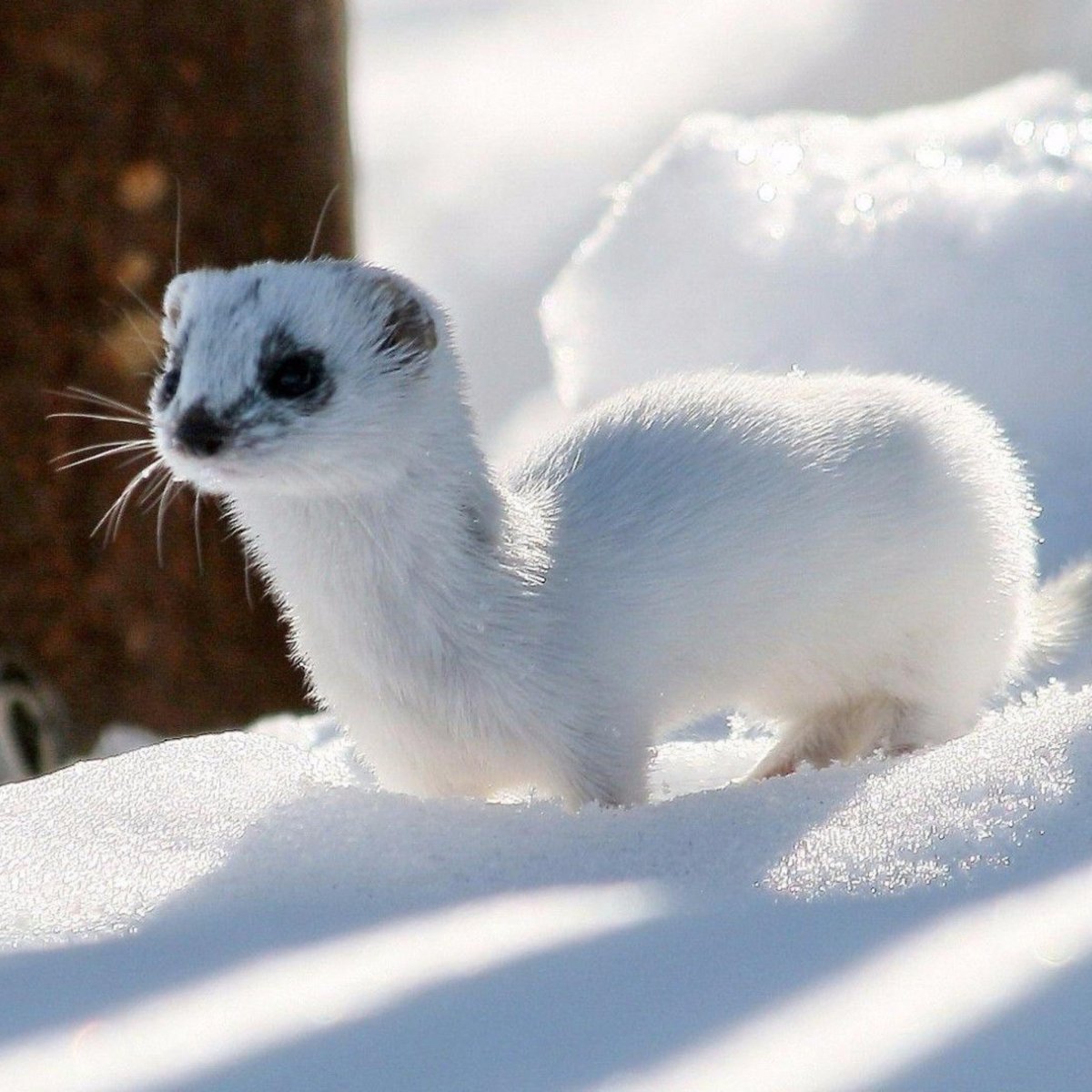 Баировский заказник Омская область