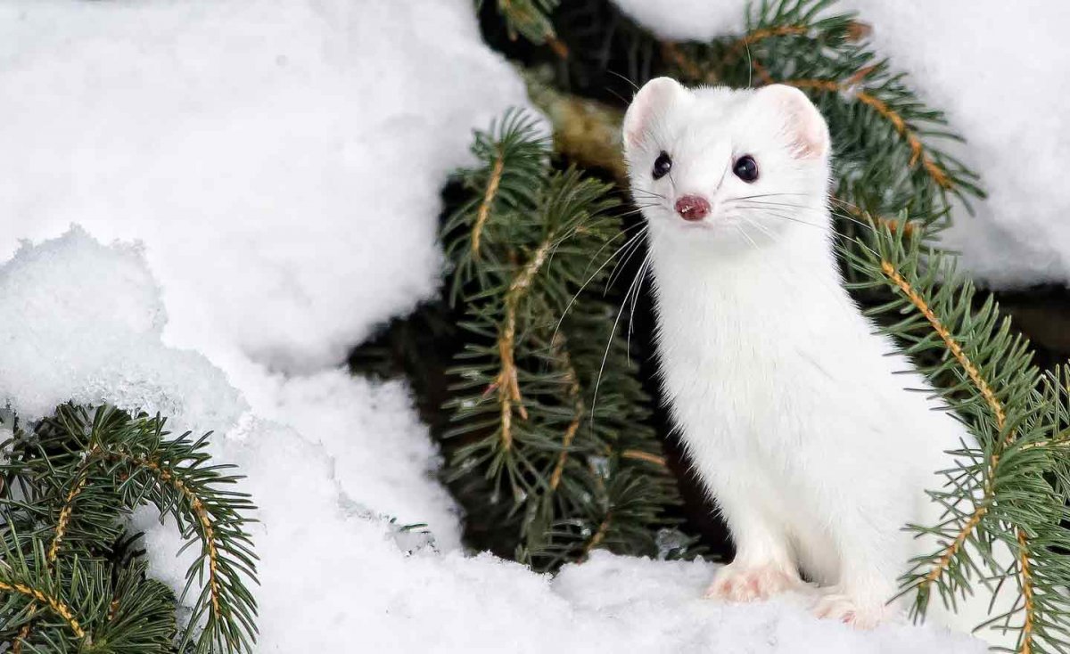 Ласка норка хорёк горностай