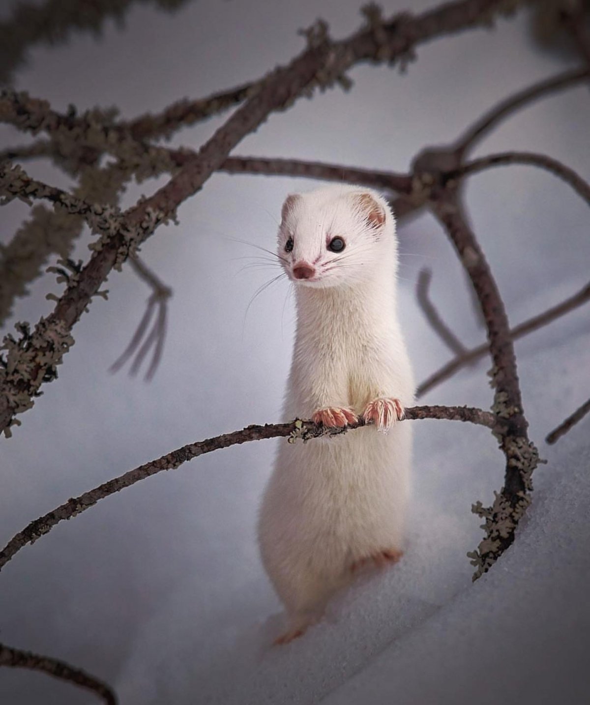 Ласка норка хорёк горностай