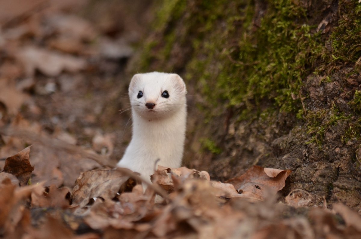 Воронежский заповедник о норке ласки горностая