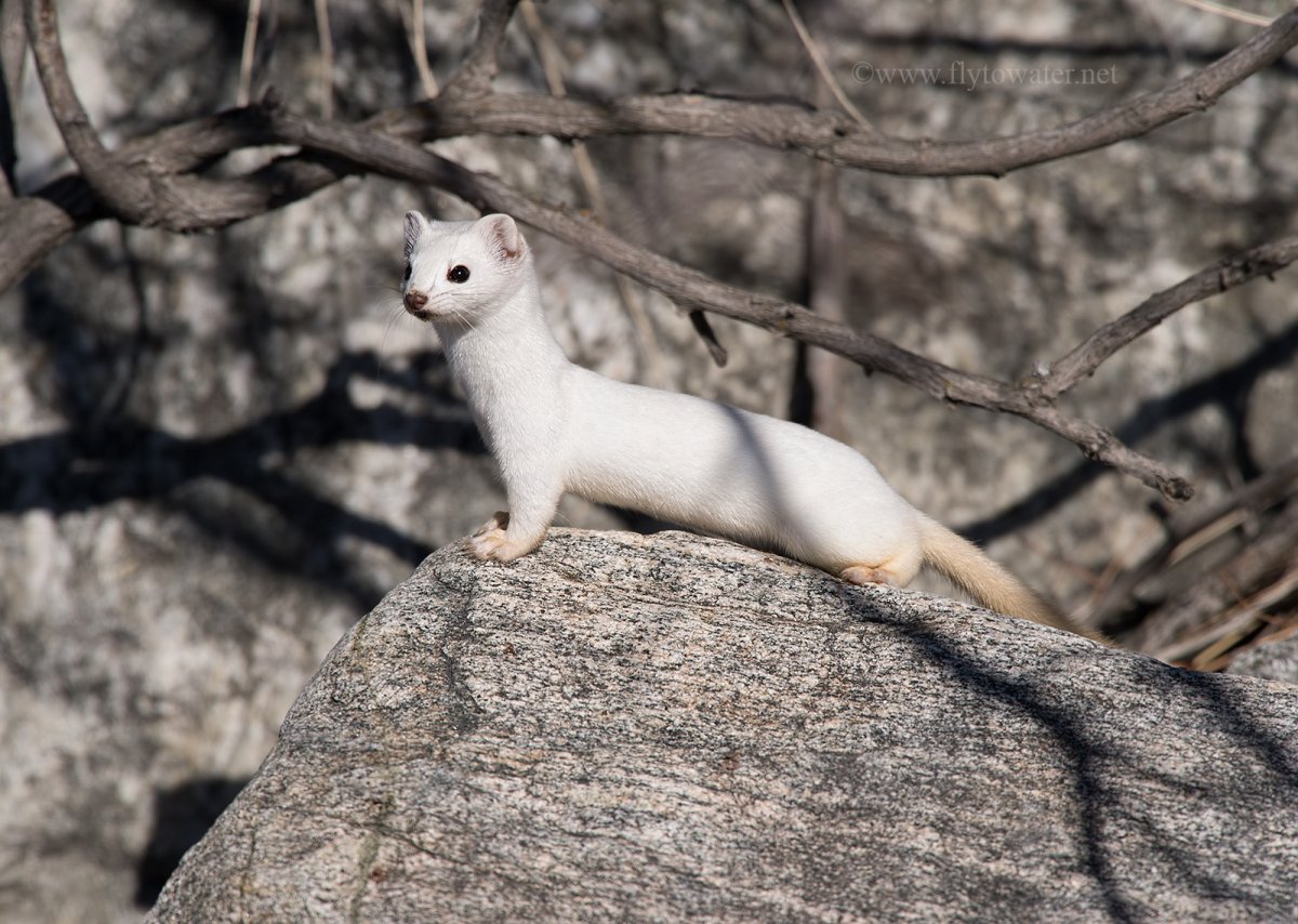 Горностай на дереве