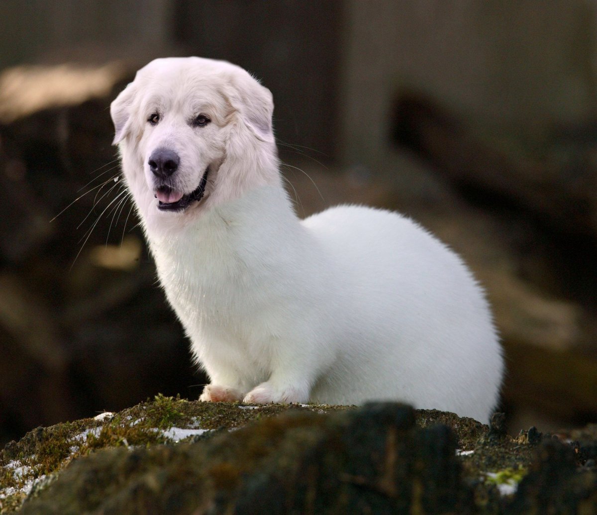 Животное белого цвета