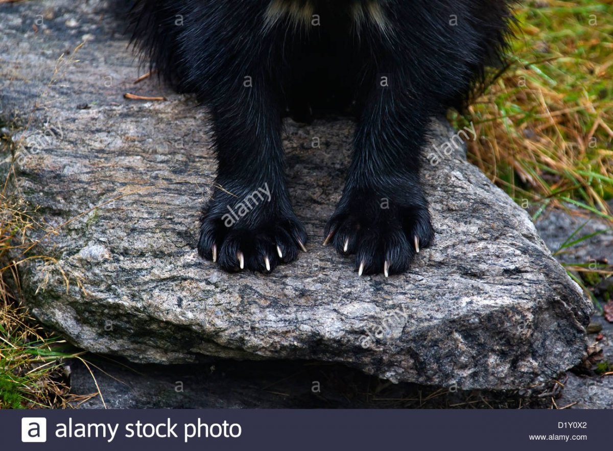 Росомаха зверь на белом фоне