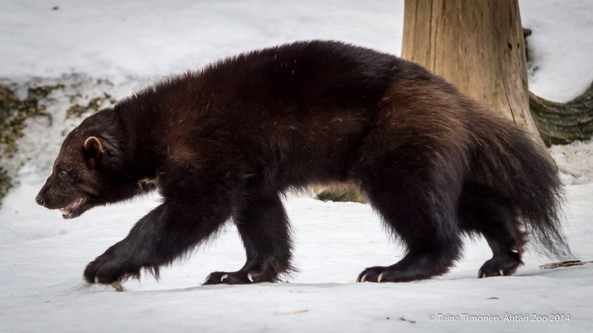 Росомаха видео животного