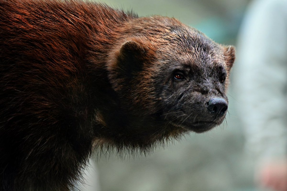 Баргузинский заповедник Росомаха