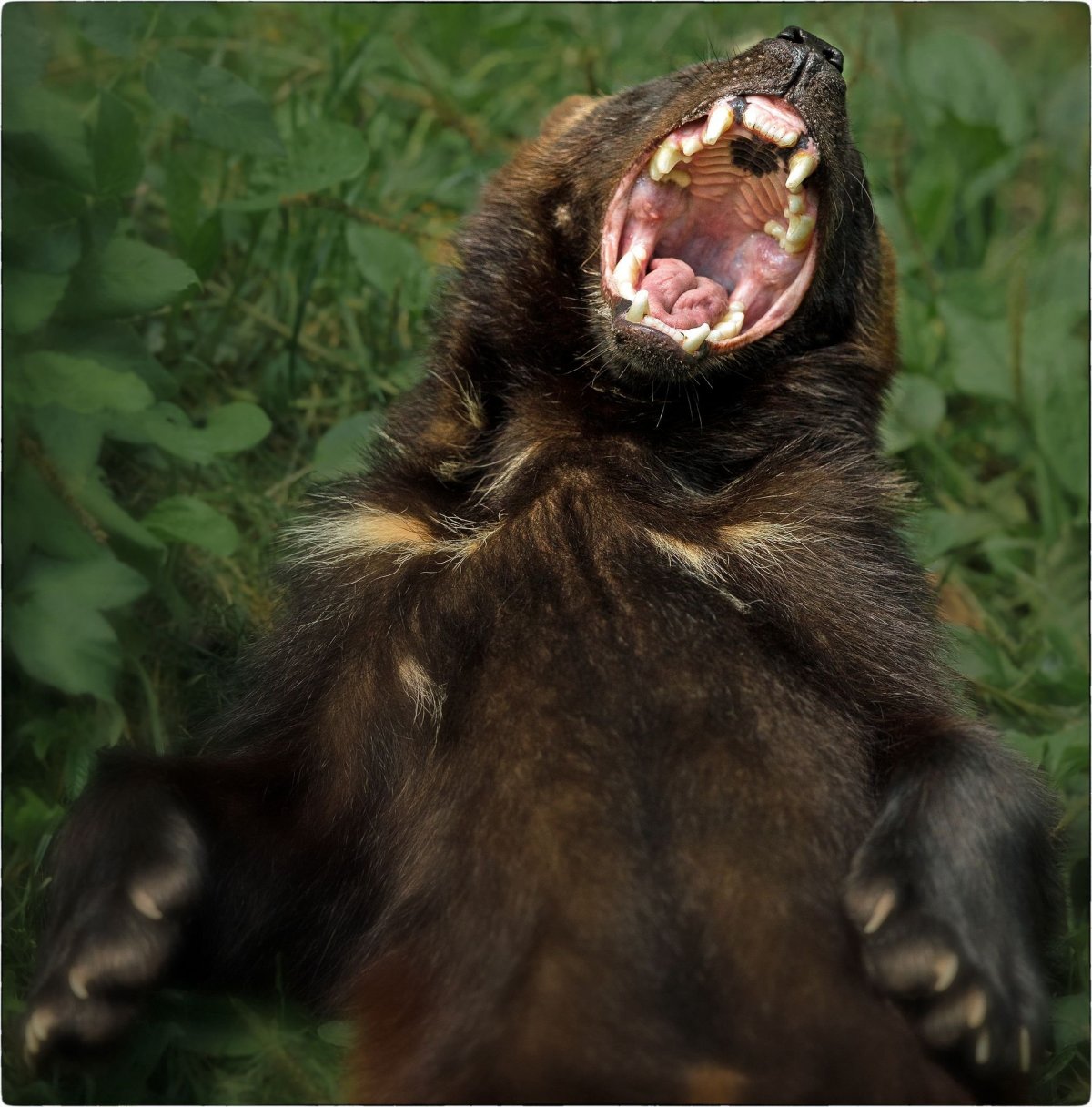 Росомаха когти животного