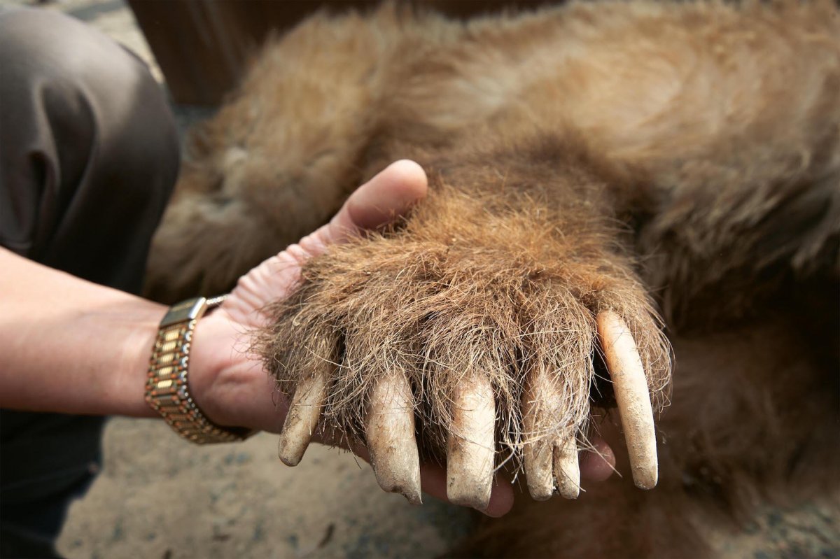 Росомаха Сибирская