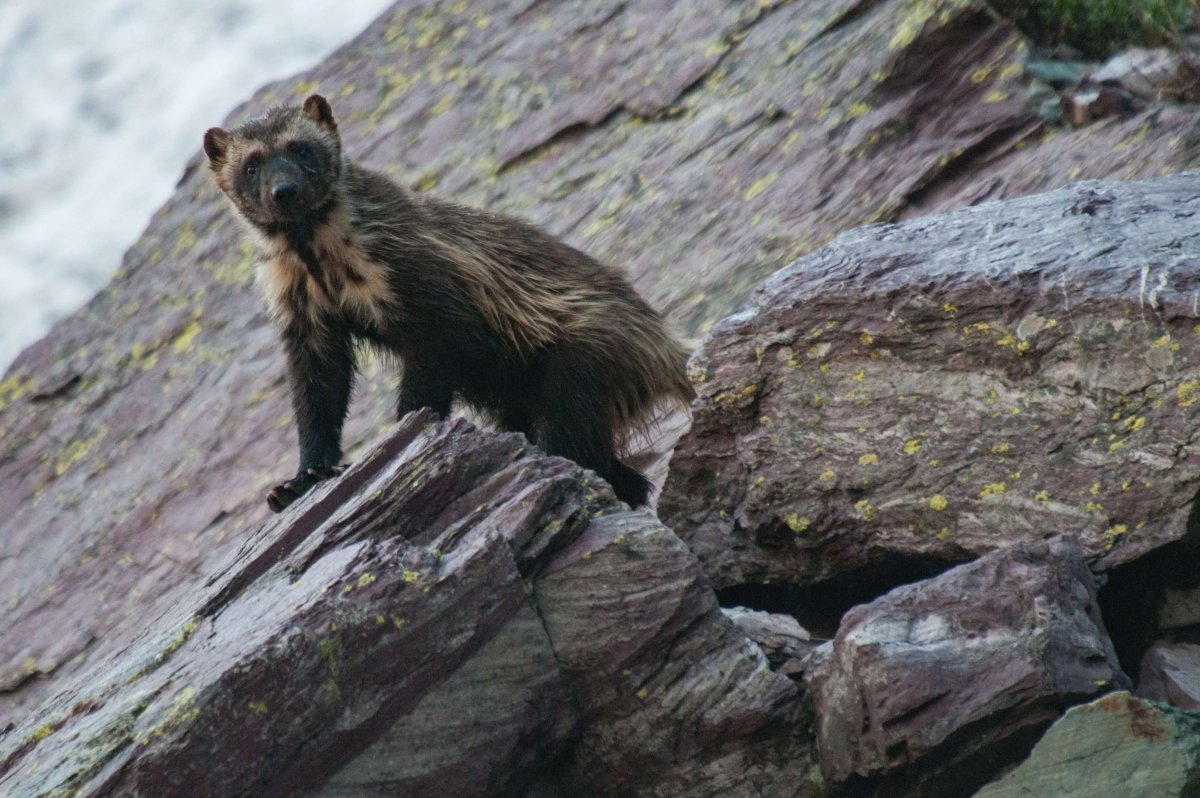 Животные Северной Америки Росомаха