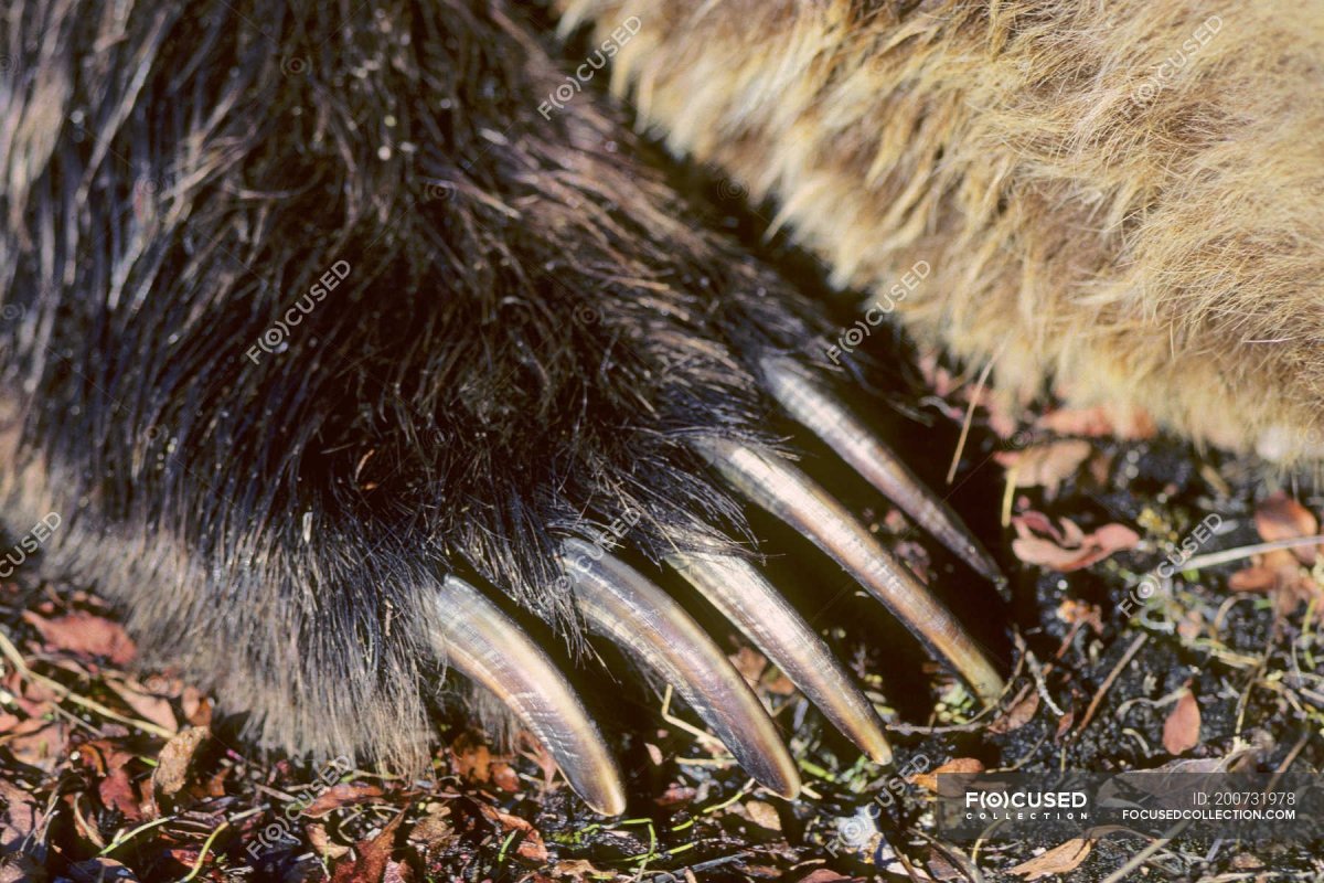 Росомаха европейская