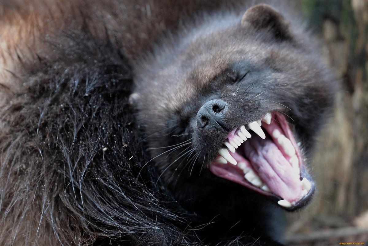 Индийский барсук медоед